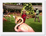 Flamingos (12) * 1024 x 768 * (203KB)